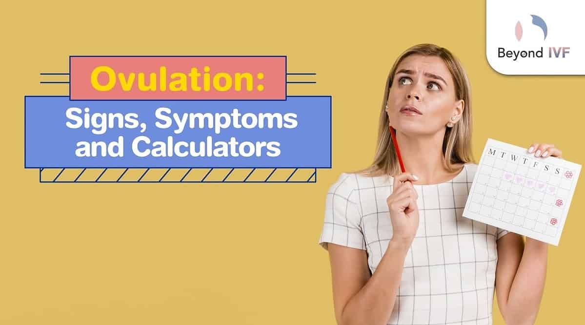 Ovulation: Signs, Symptoms, And Calculators