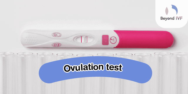 ovulation is