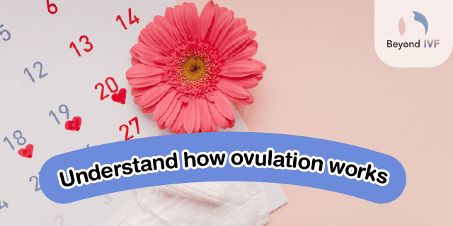 signs of ovulation