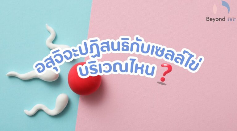 อสุจิจะปฏิสนธิกับเซลล์ไข่บริเวณไหน ? ตอบโดยคุณหมอกิตติ